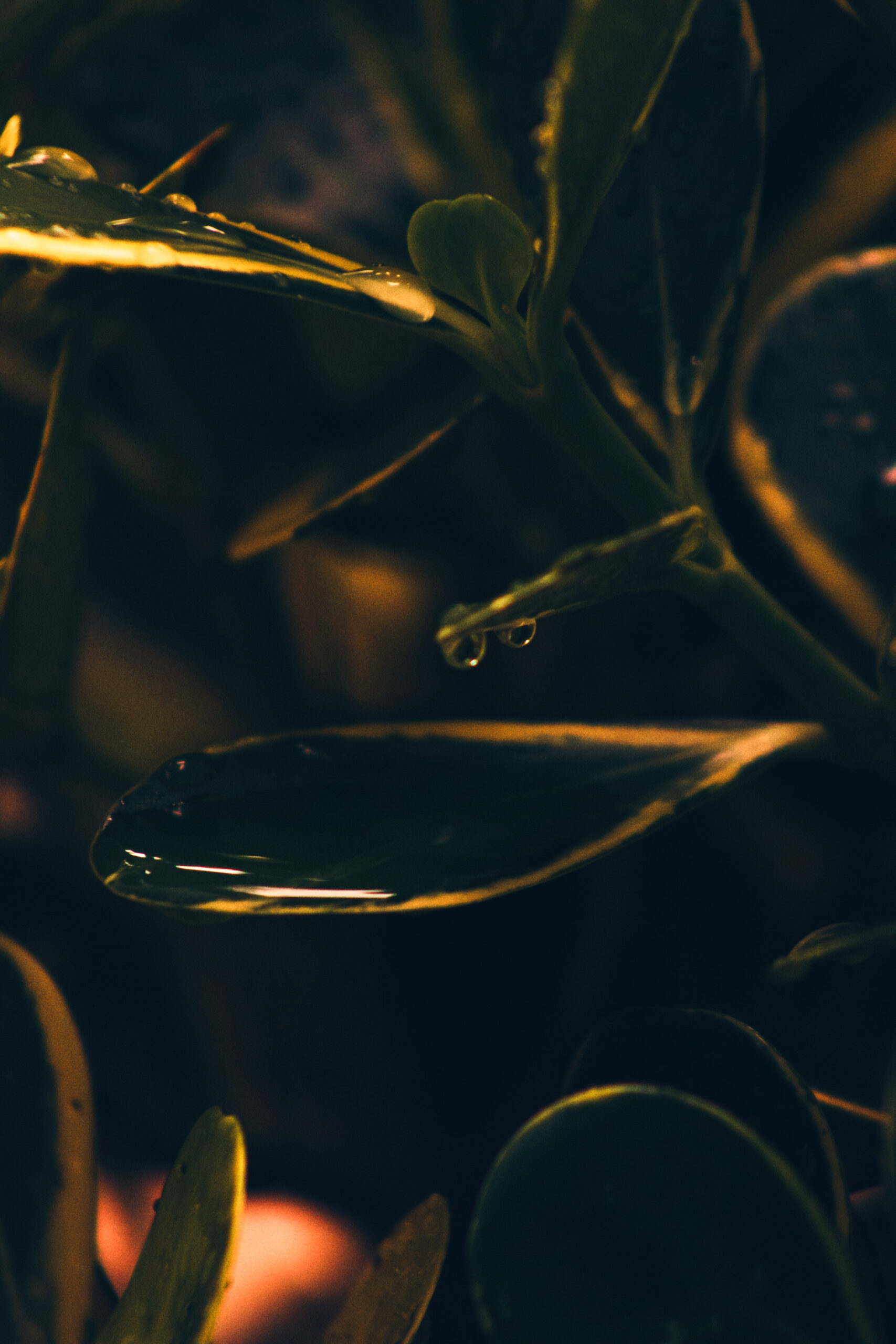 LDHORIZON